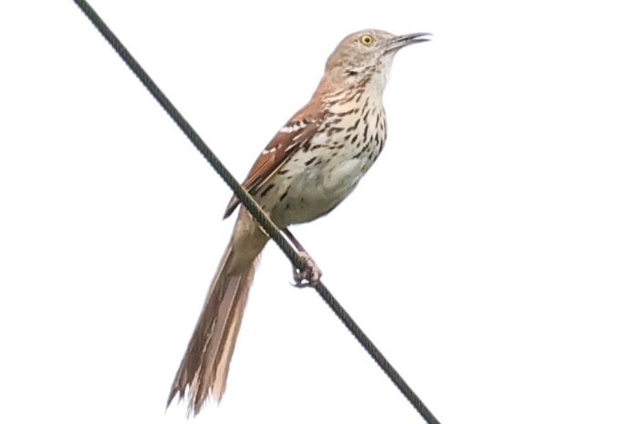 Brown Thrasher - Duane Yarbrough