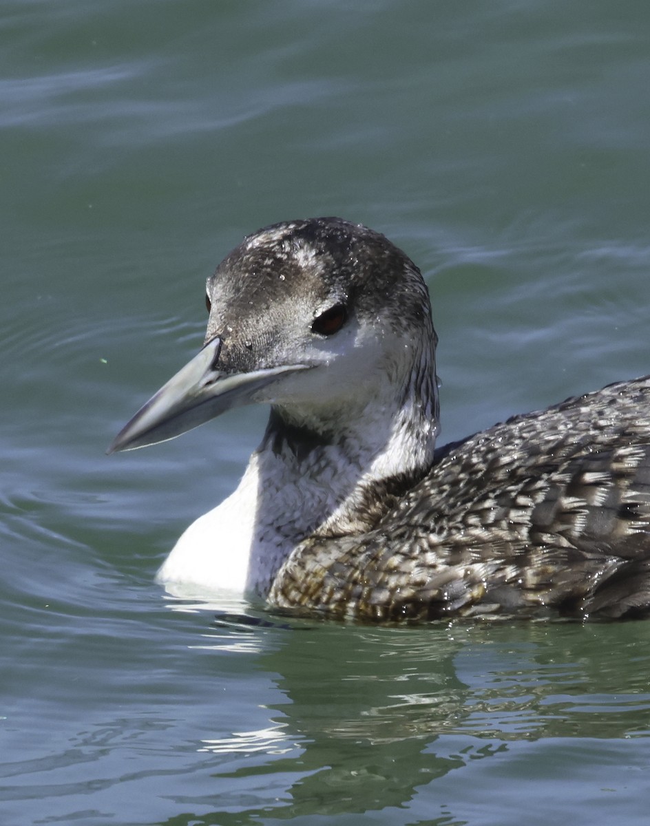 loon sp. - Bill Hubick