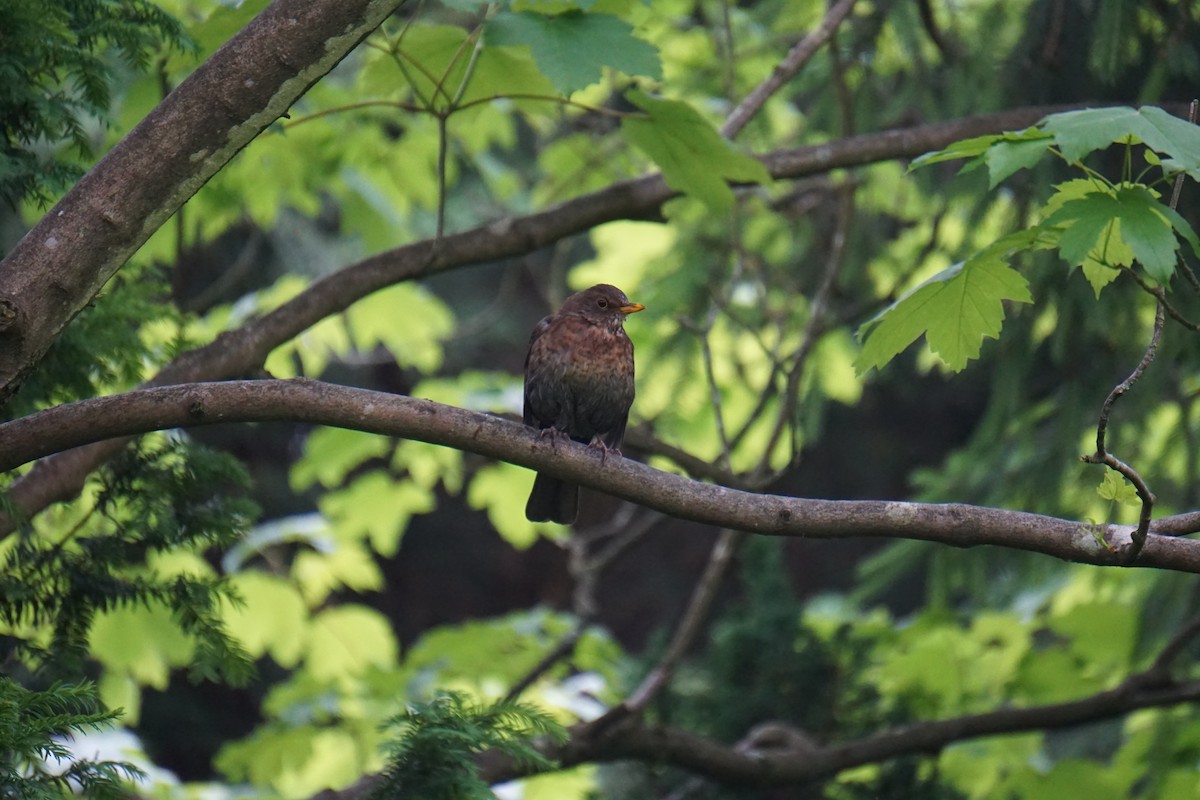 Eurasian Blackbird - Alex Press