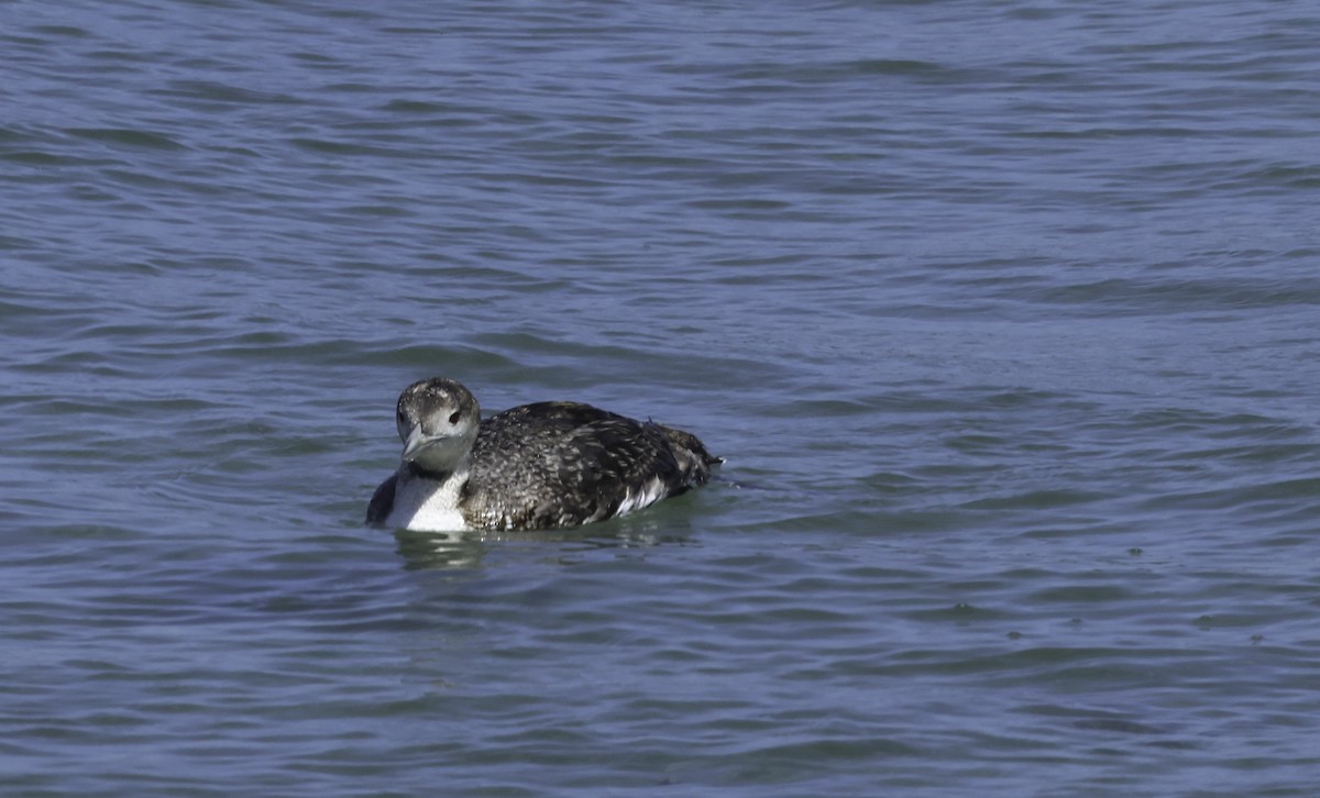 loon sp. - Bill Hubick