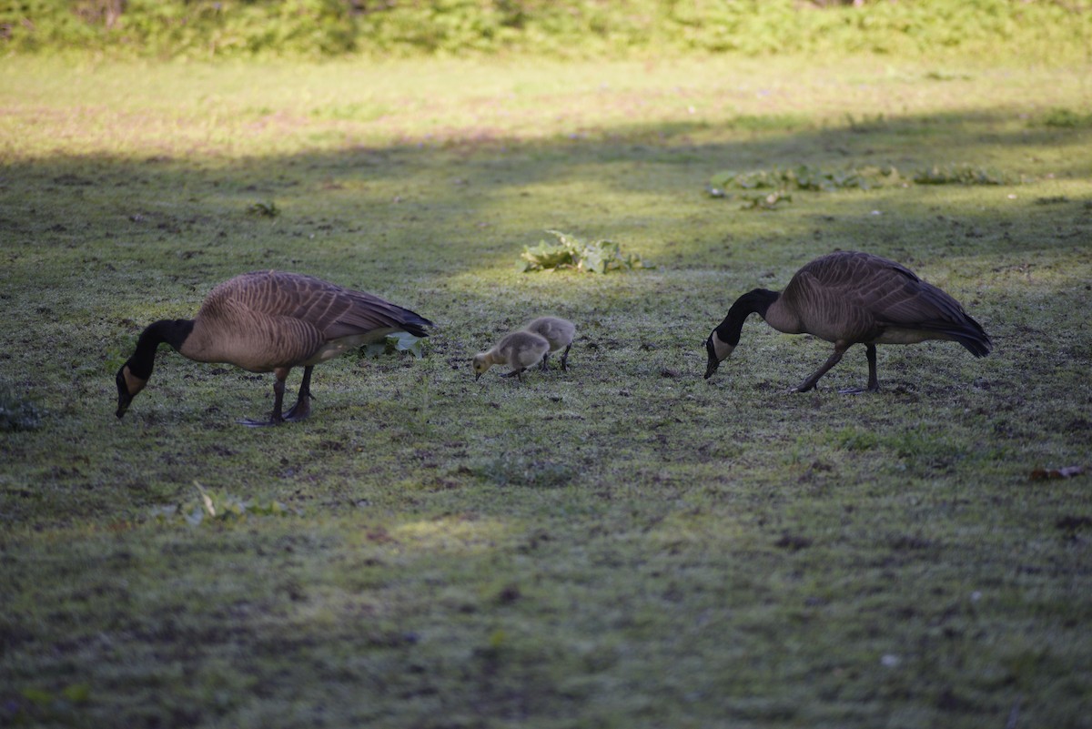 Canada Goose - Guillaume Perron