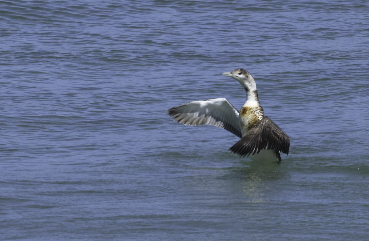 loon sp. - ML619535338