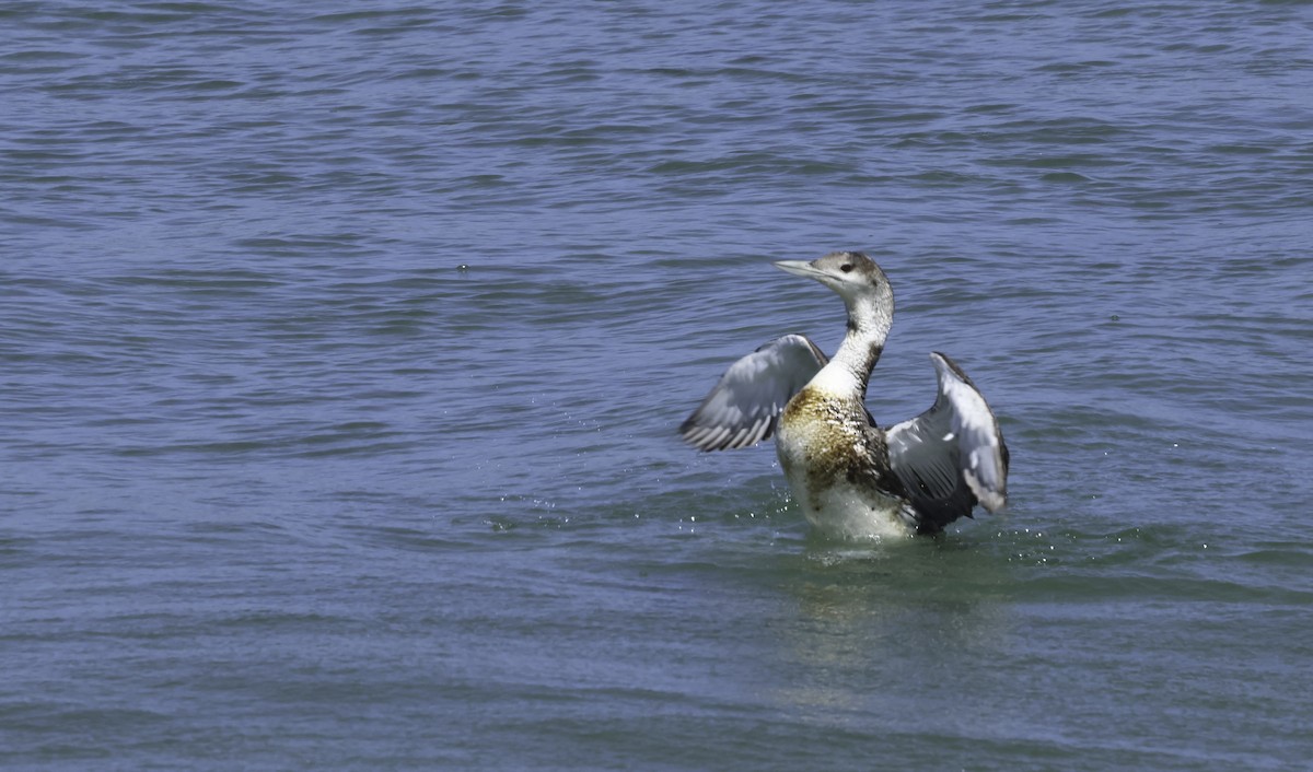 loon sp. - Bill Hubick