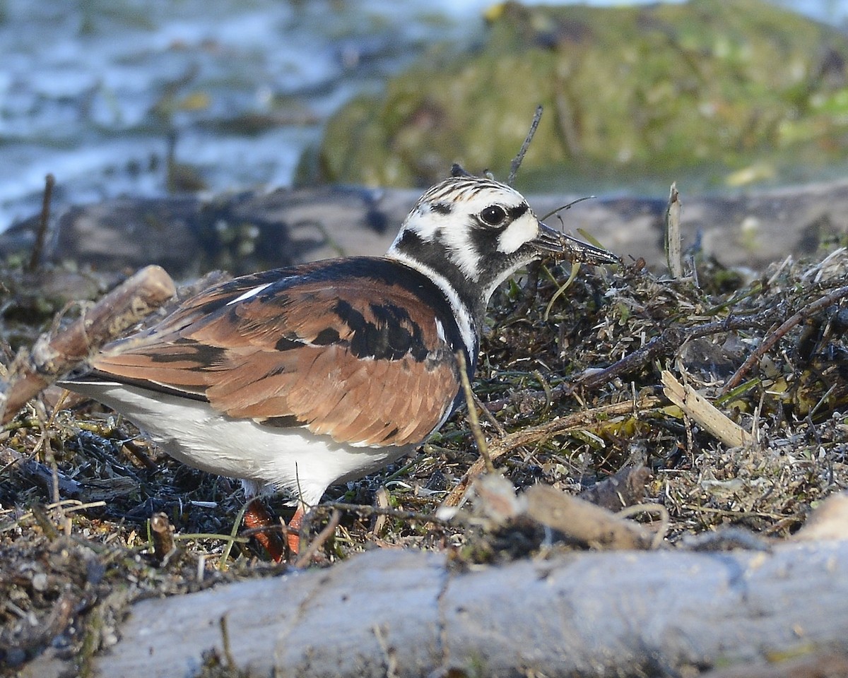 Ruddy Turnstone - ML619535341