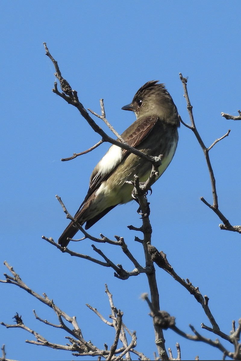 Olive-sided Flycatcher - Nancy Buis