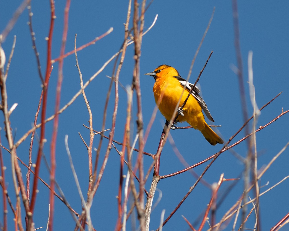 Bullock's Oriole - Ethan Cleveland