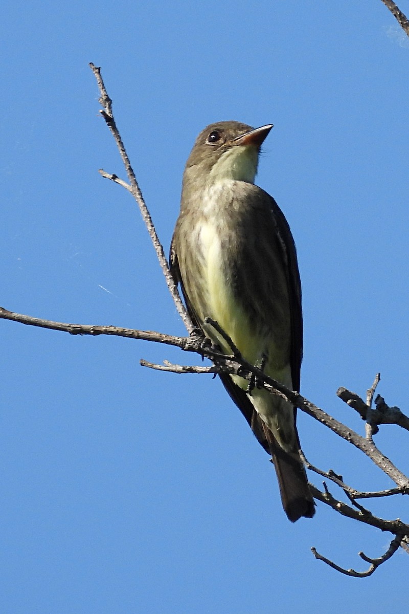 Olive-sided Flycatcher - Nancy Buis