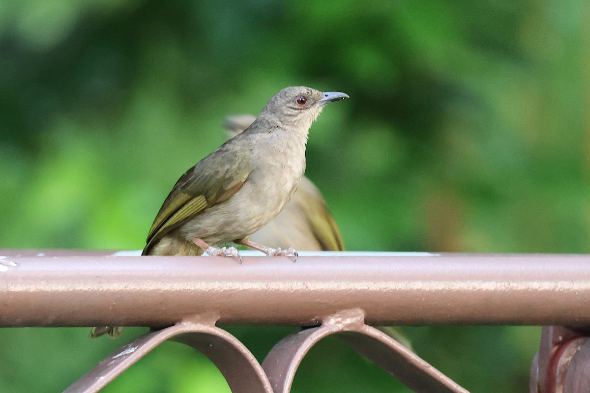 Bulbul à ailes olive - ML619535357