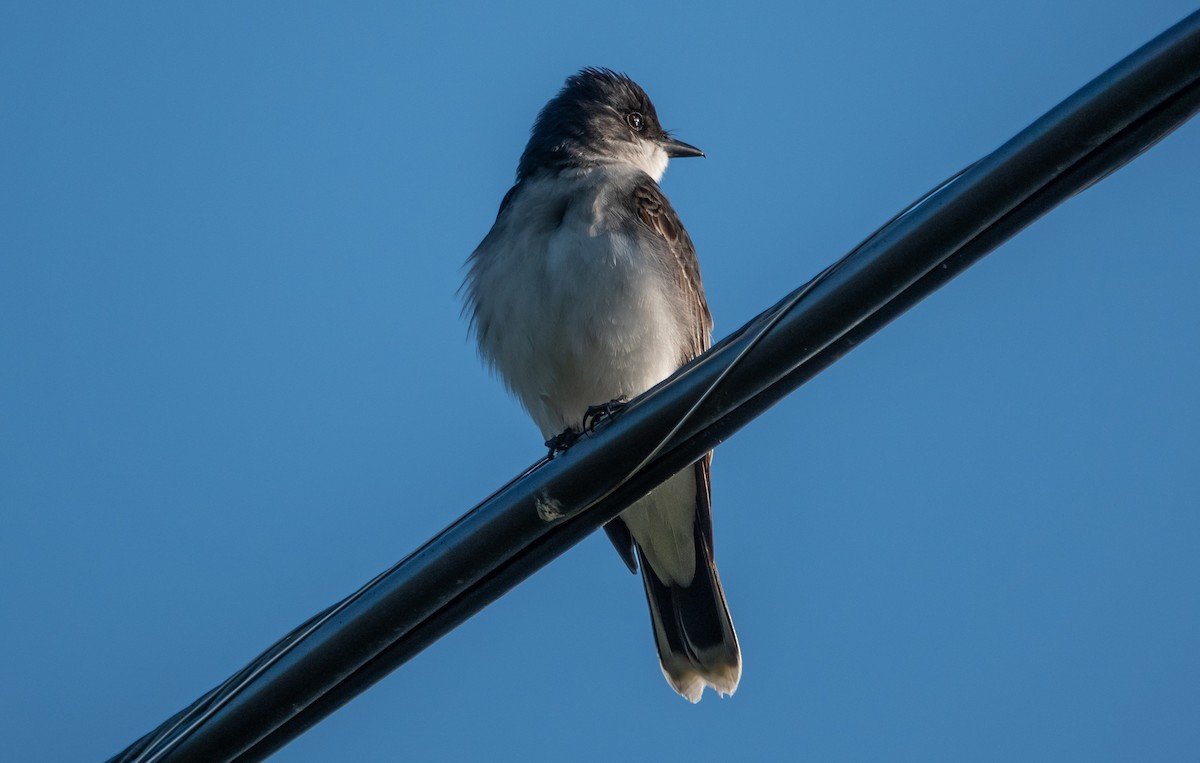 Eastern Kingbird - Gale VerHague