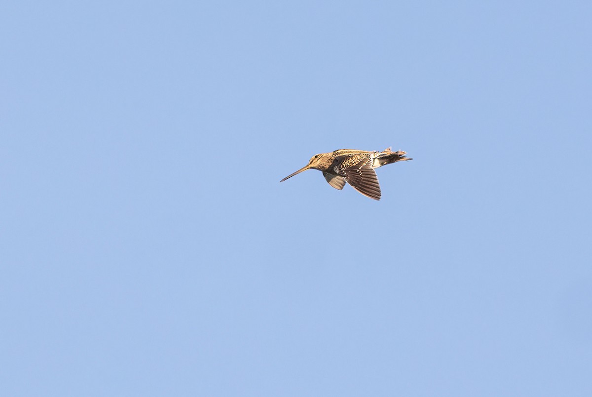 Common Snipe - Harald Dahlby