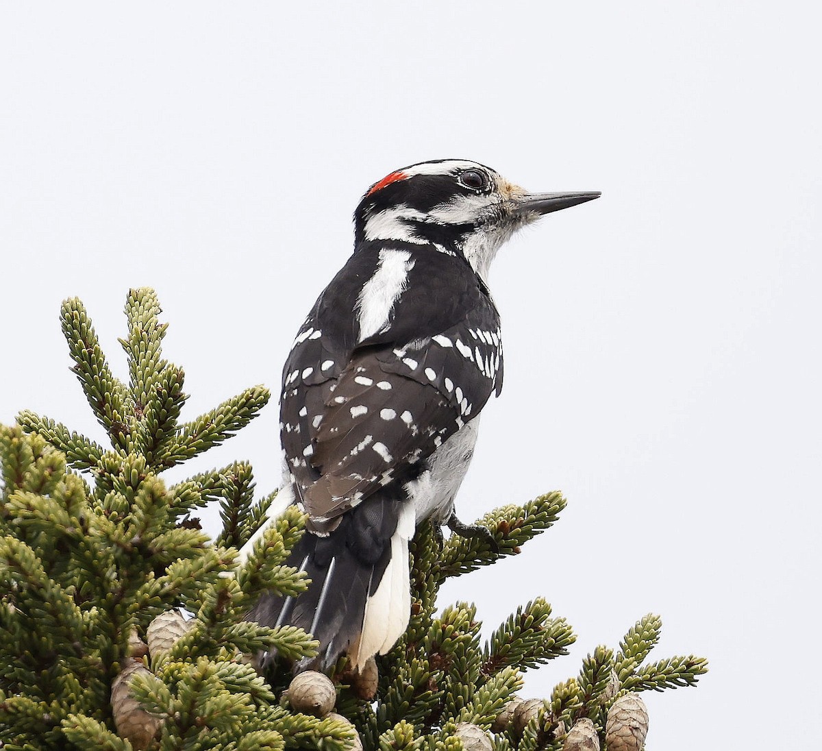 Hairy Woodpecker - Charles Fitzpatrick