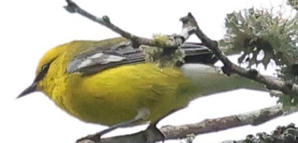 Blue-winged Warbler - Duane Yarbrough