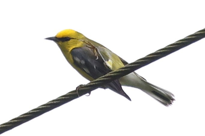 Blue-winged Warbler - Duane Yarbrough