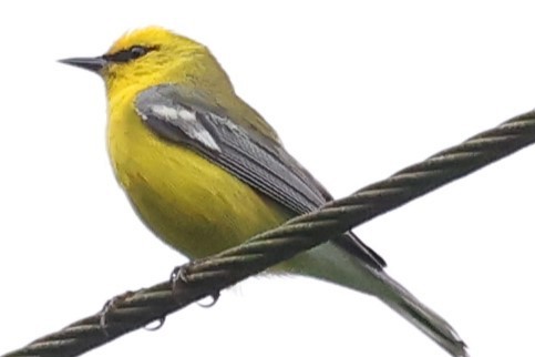 Blue-winged Warbler - Duane Yarbrough