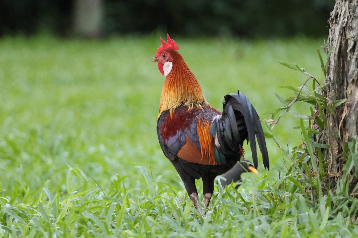 Red Junglefowl - Jeremy Lindsell