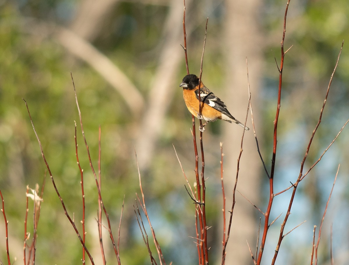 Black-headed Grosbeak - Ethan Cleveland