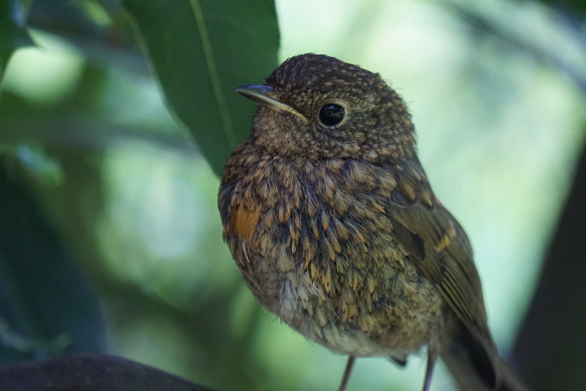 European Robin - Alex Press