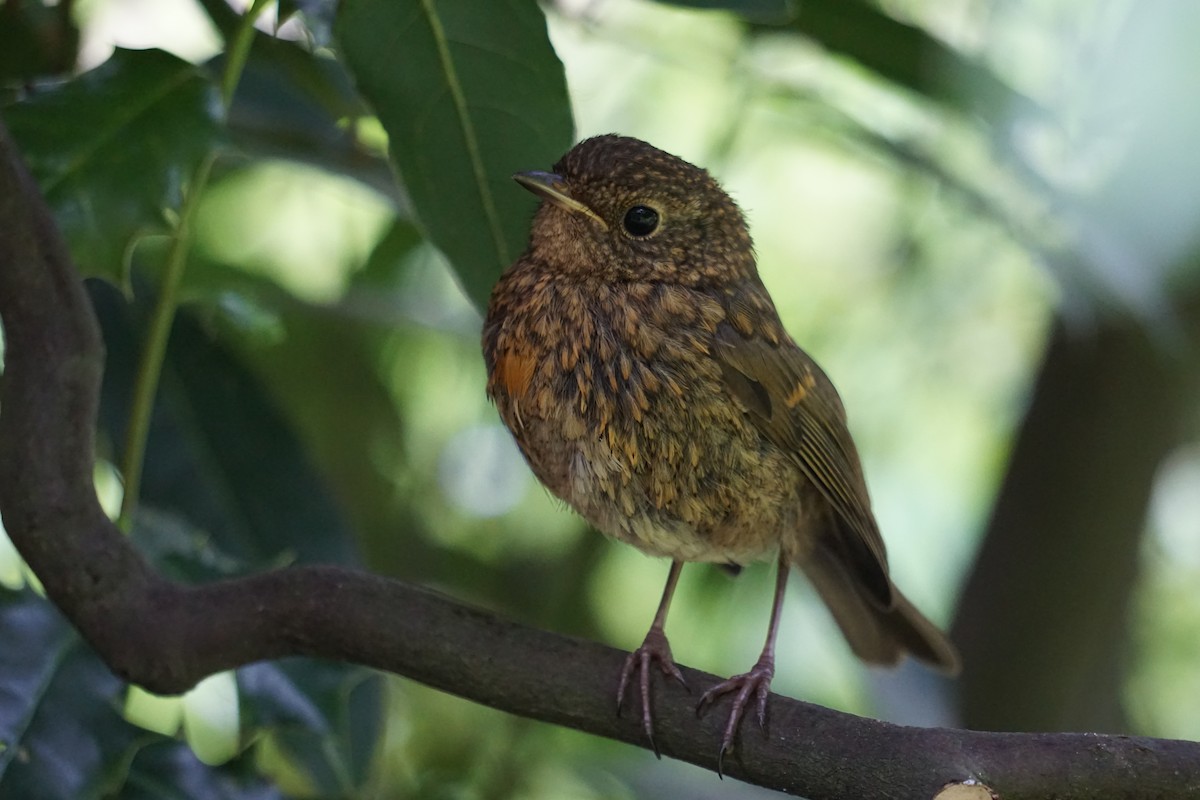 European Robin - Alex Press