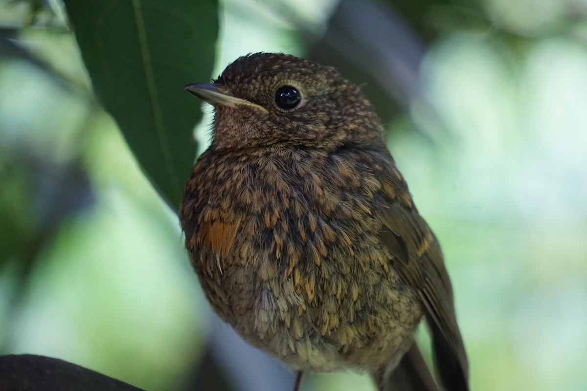 European Robin - Alex Press