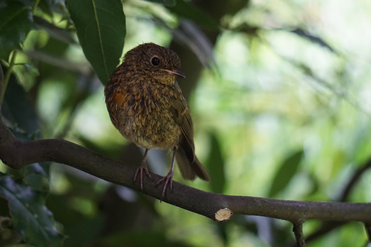 European Robin - Alex Press