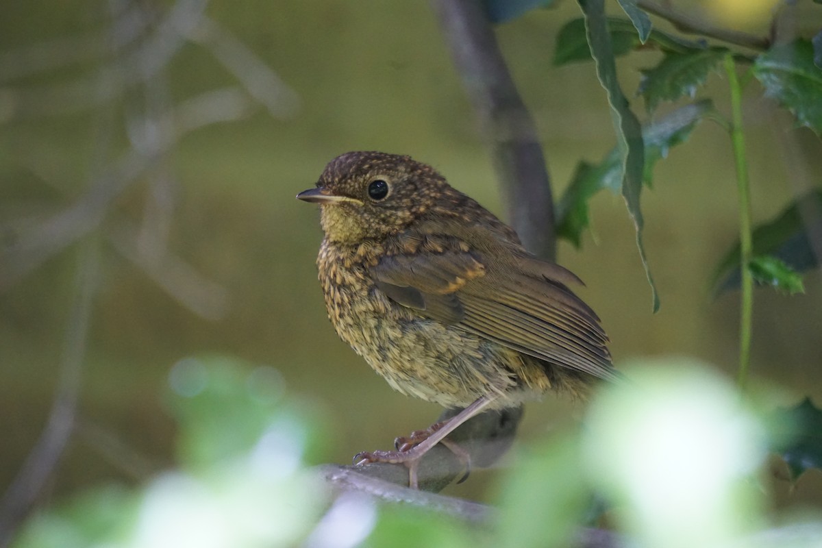 European Robin - Alex Press