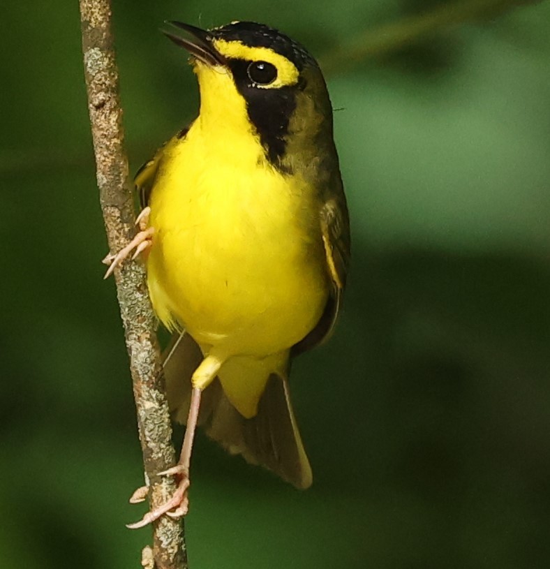 Kentucky Warbler - Duane Yarbrough