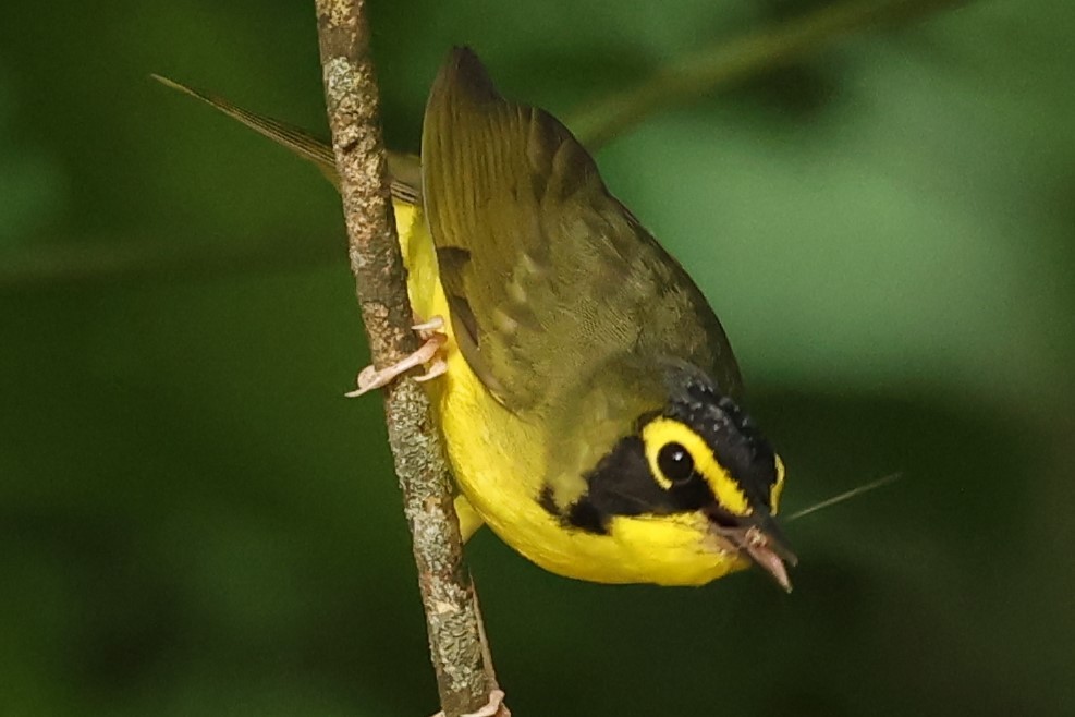 Kentucky Warbler - Duane Yarbrough