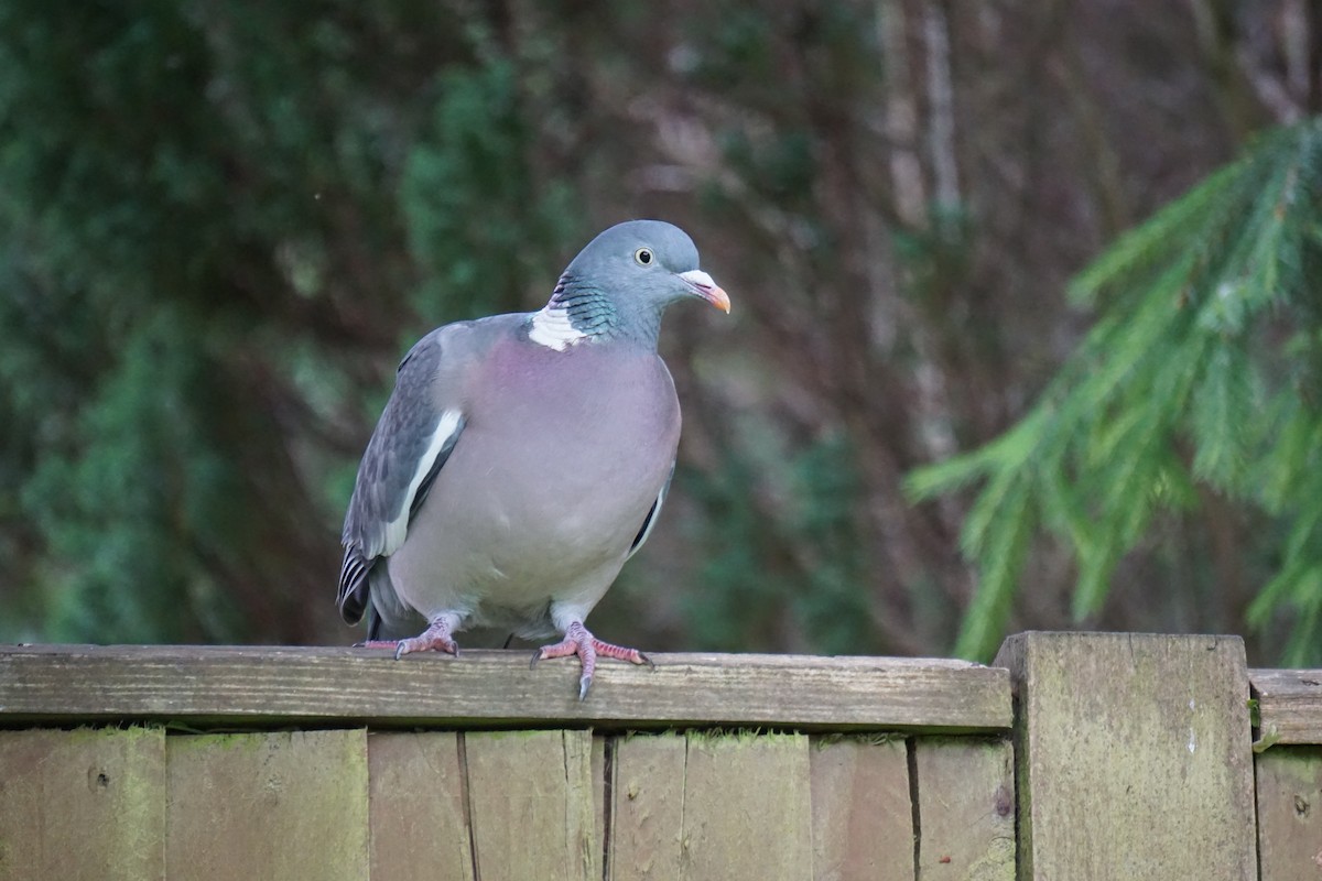 Common Wood-Pigeon - Alex Press