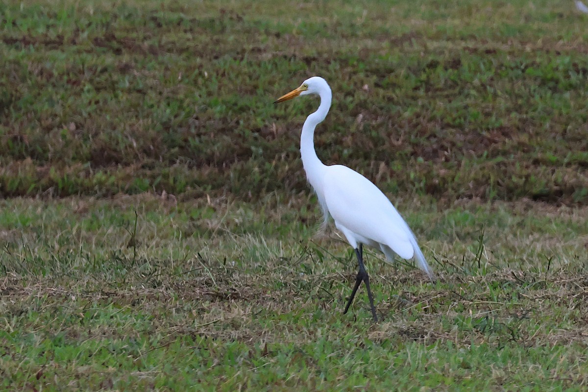 Medium Egret - Jeremy Lindsell