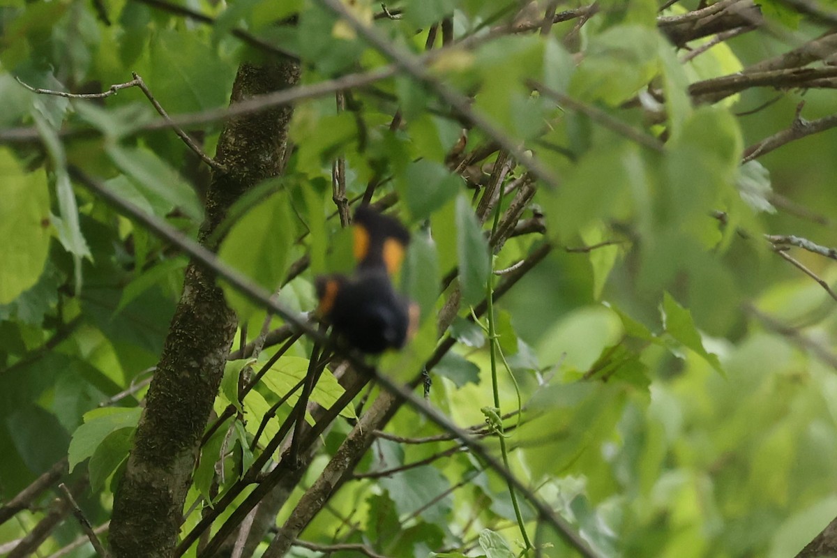 American Redstart - Duane Yarbrough