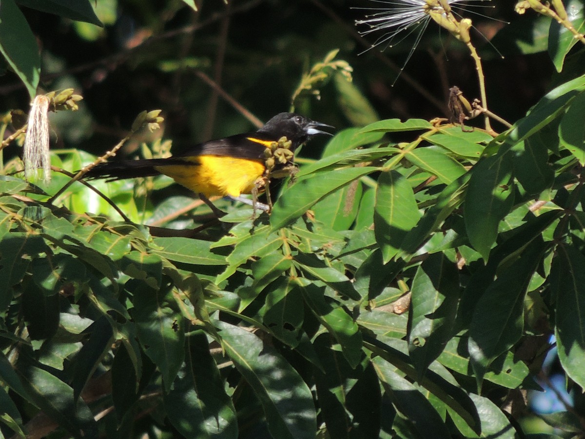 Black-cowled Oriole - Roger Lambert