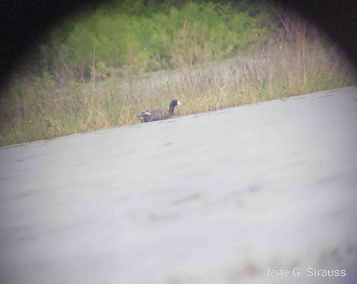 American Coot - Jane Strauss