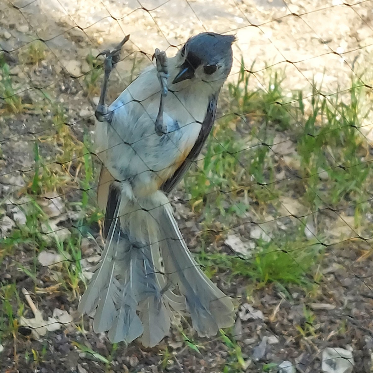 Tufted Titmouse - Emerson Lisboa