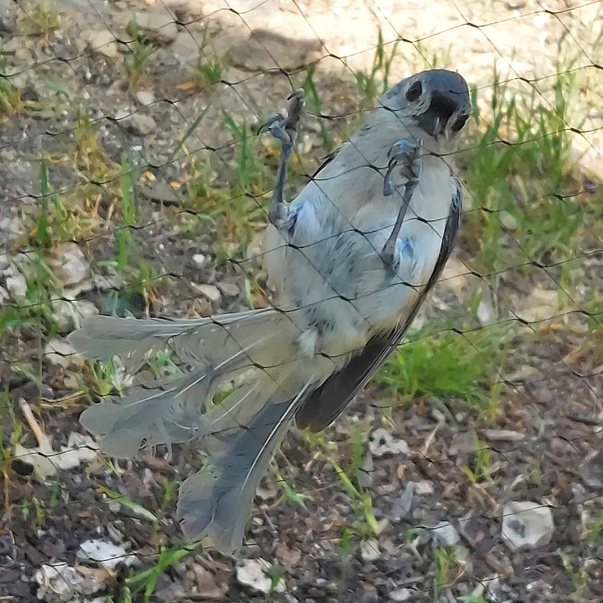 Tufted Titmouse - Emerson Lisboa