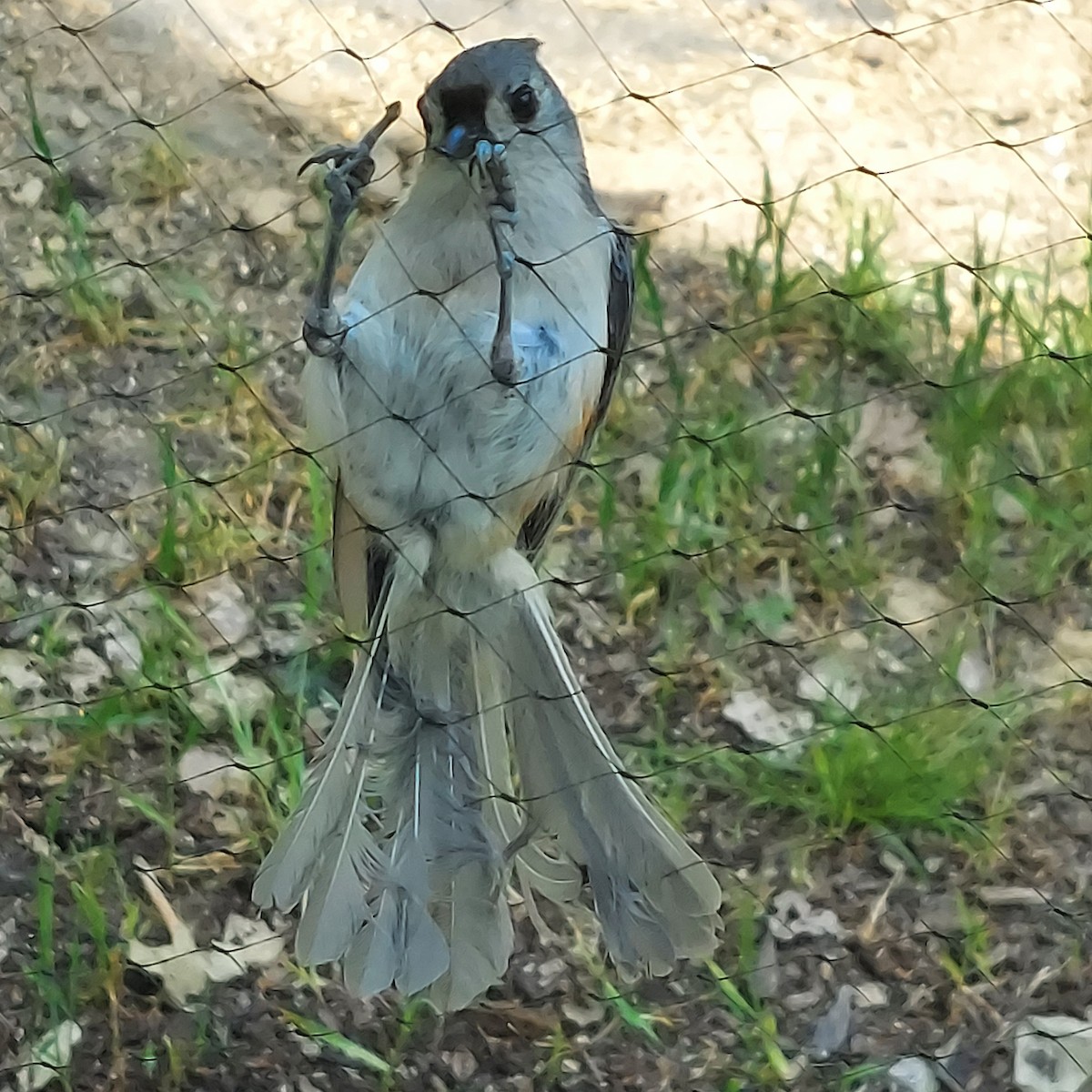 Tufted Titmouse - Emerson Lisboa