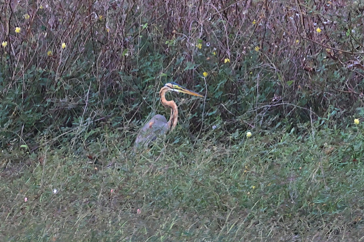 Purple Heron - Jeremy Lindsell