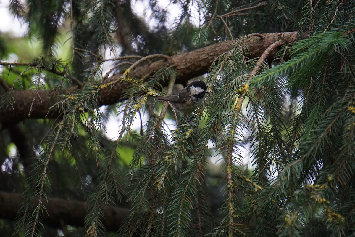 Coal Tit - Alex Press