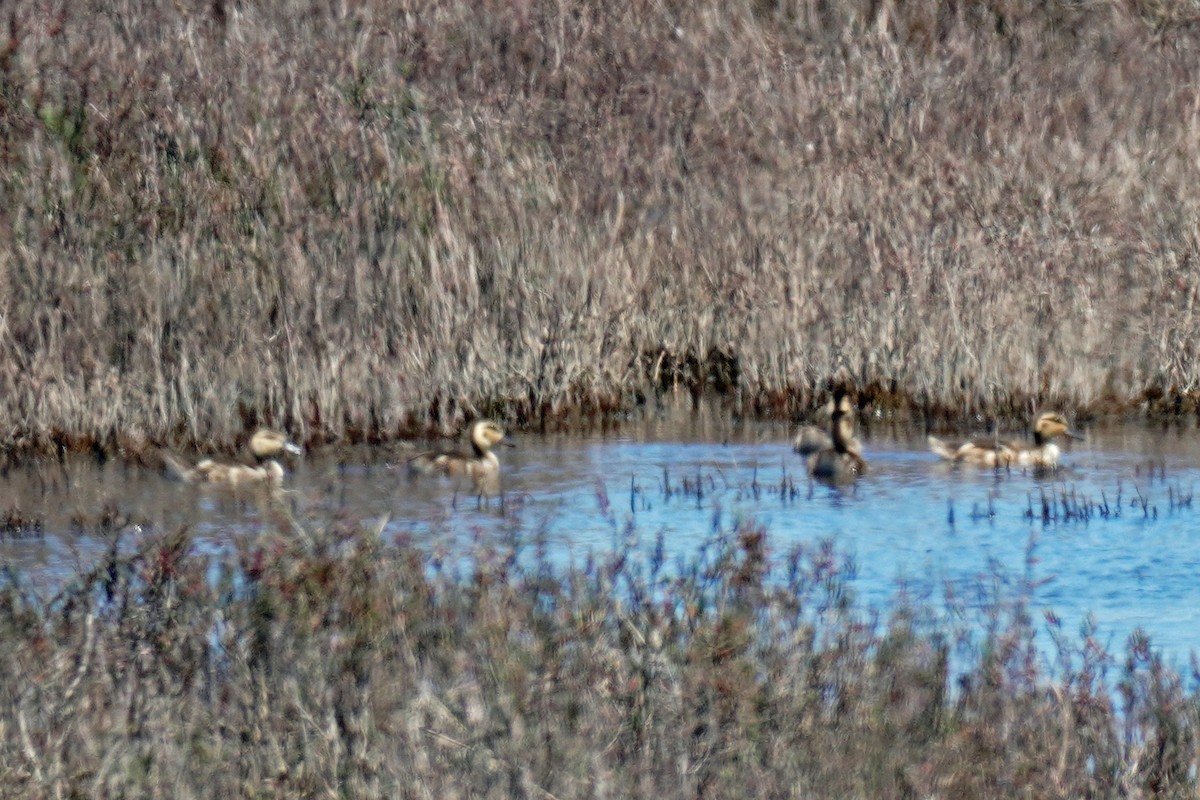 Mallard - Susan Iannucci