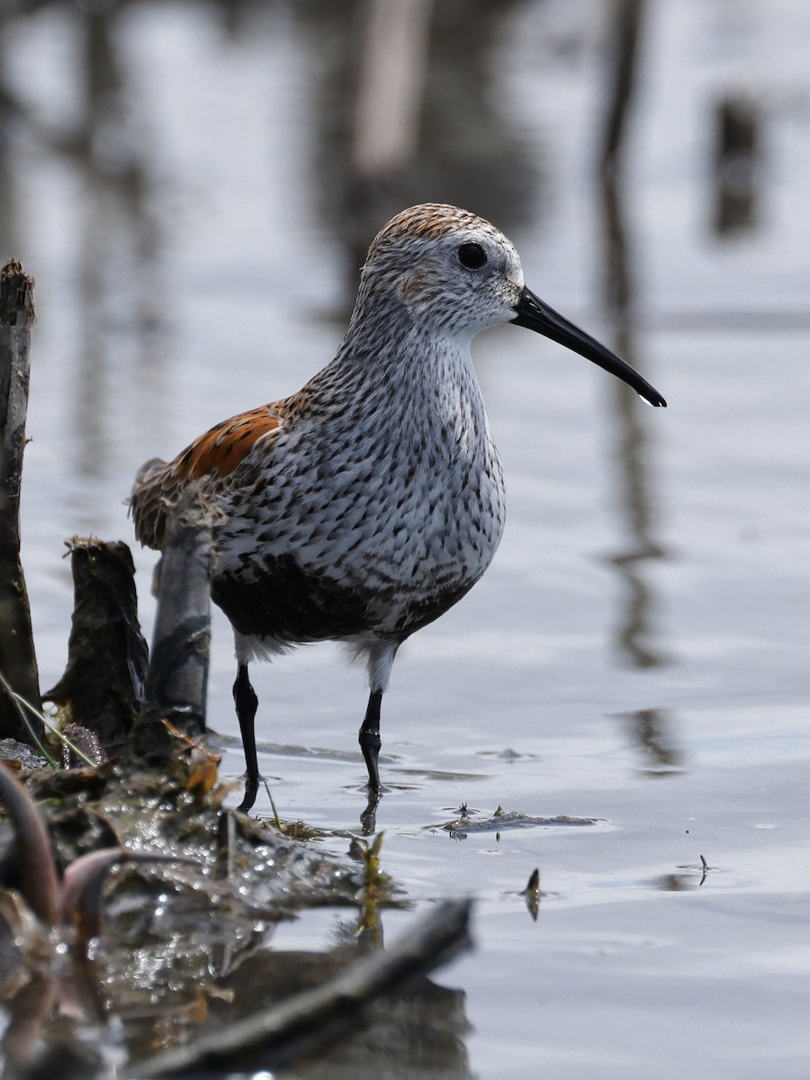 Dunlin - Denis Tétreault