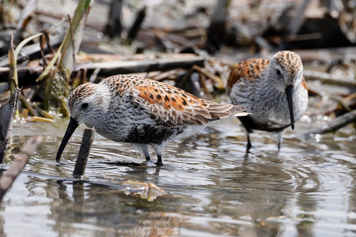 Dunlin - Denis Tétreault