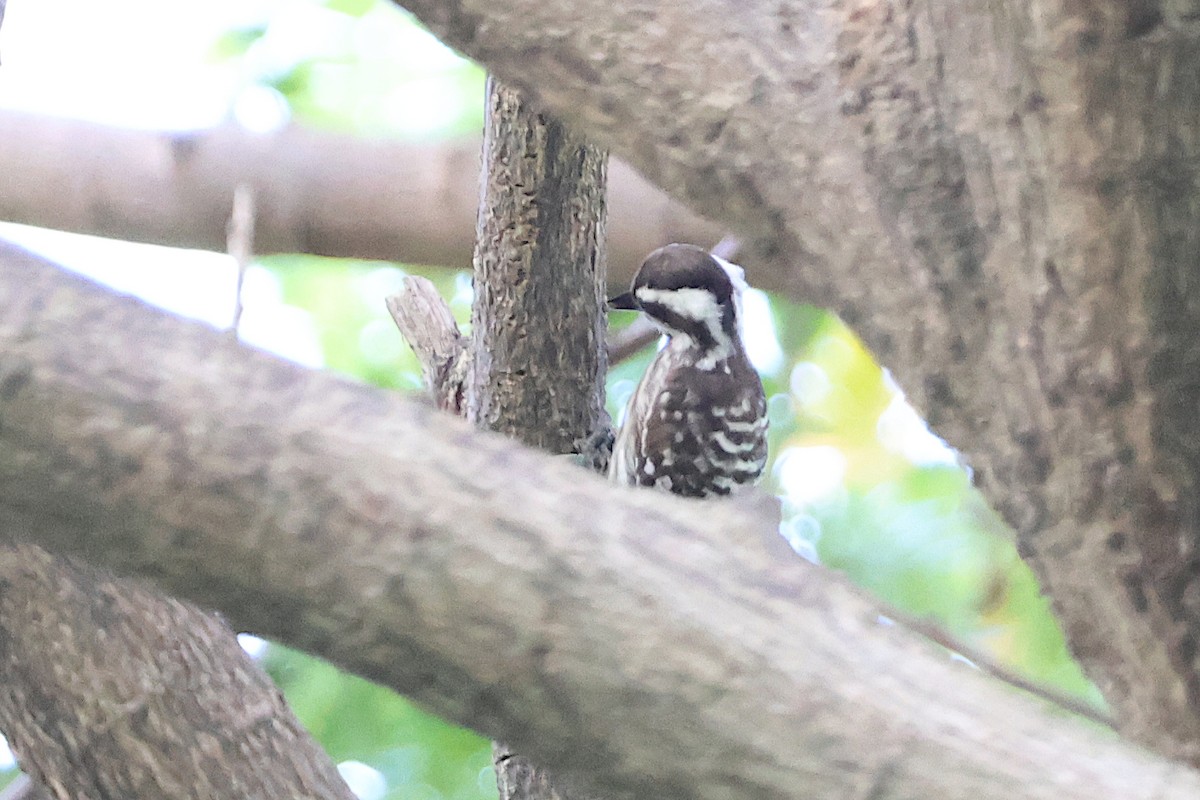 Sunda Pygmy Woodpecker - Jeremy Lindsell