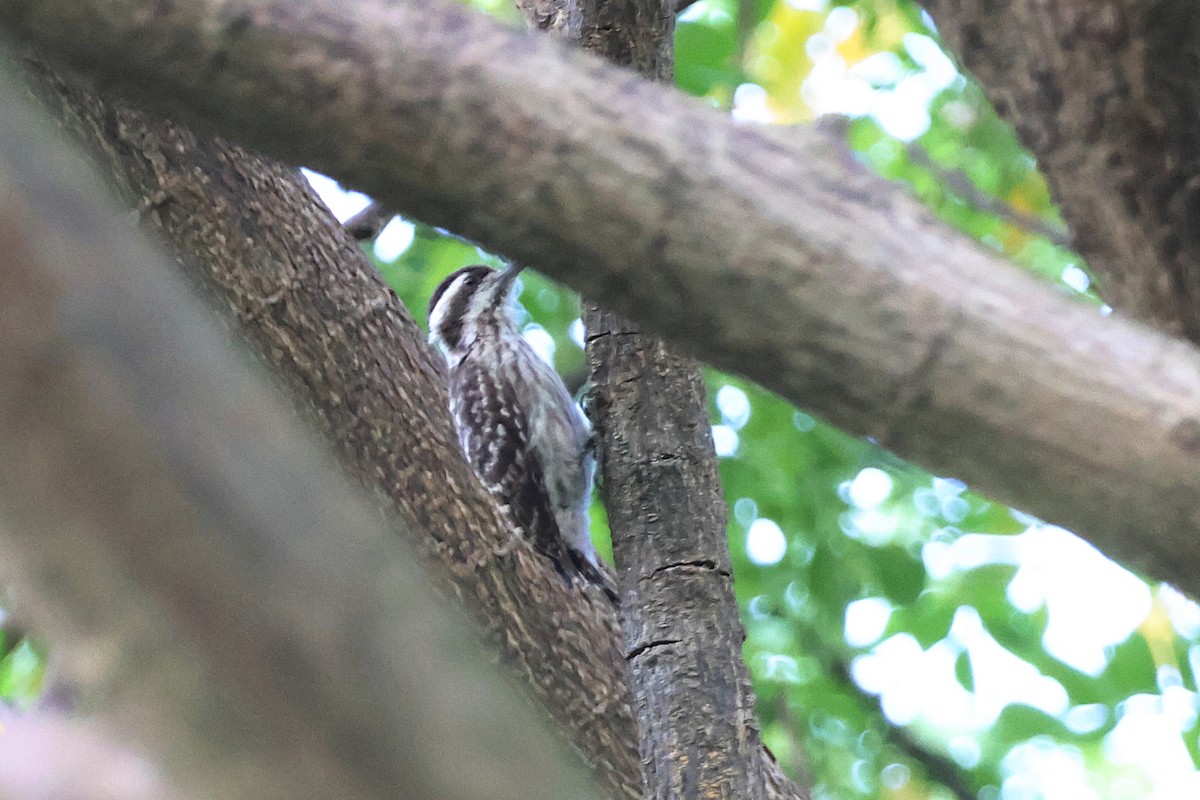 Sunda Pygmy Woodpecker - Jeremy Lindsell