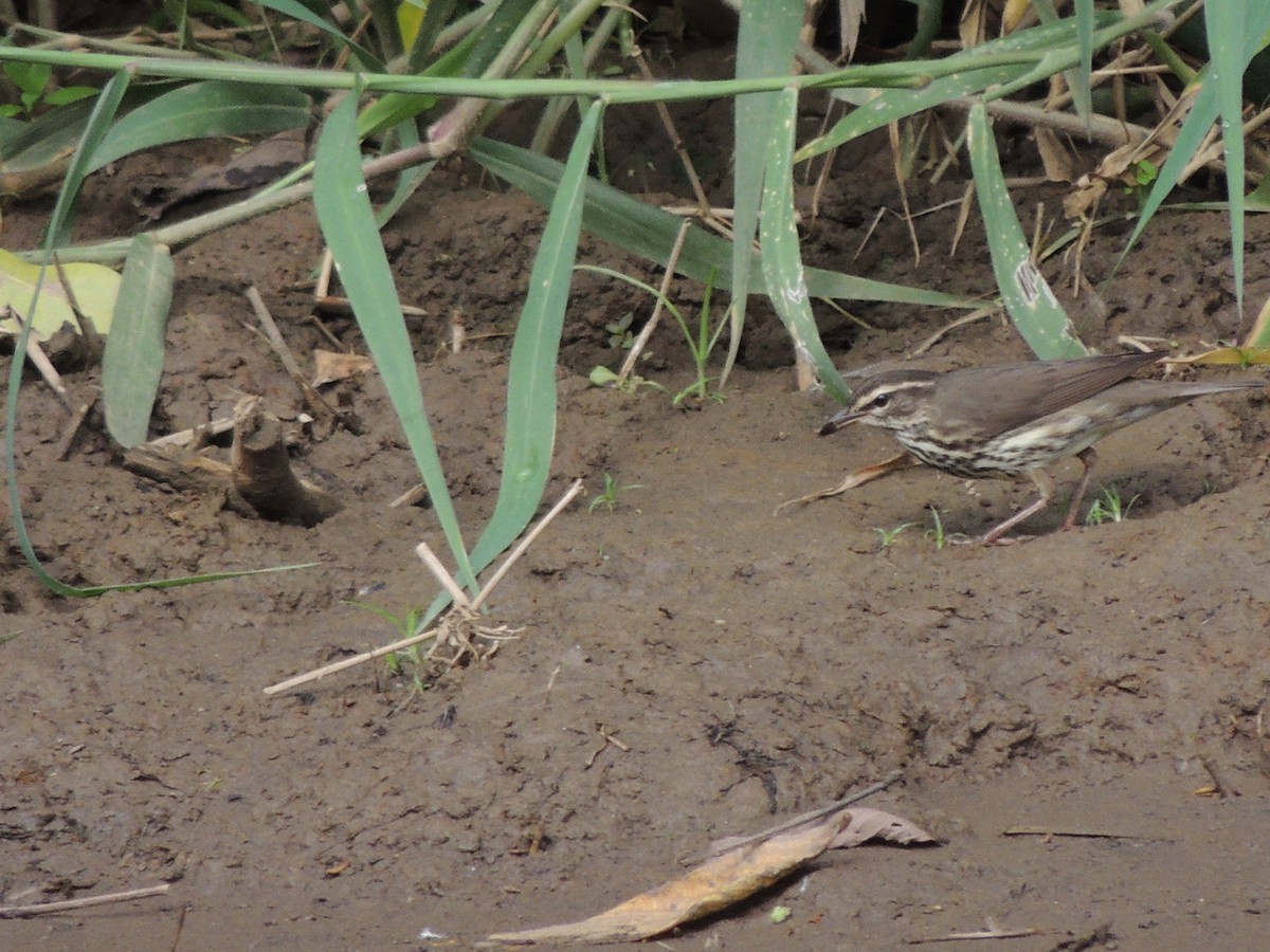 Northern Waterthrush - Roger Lambert