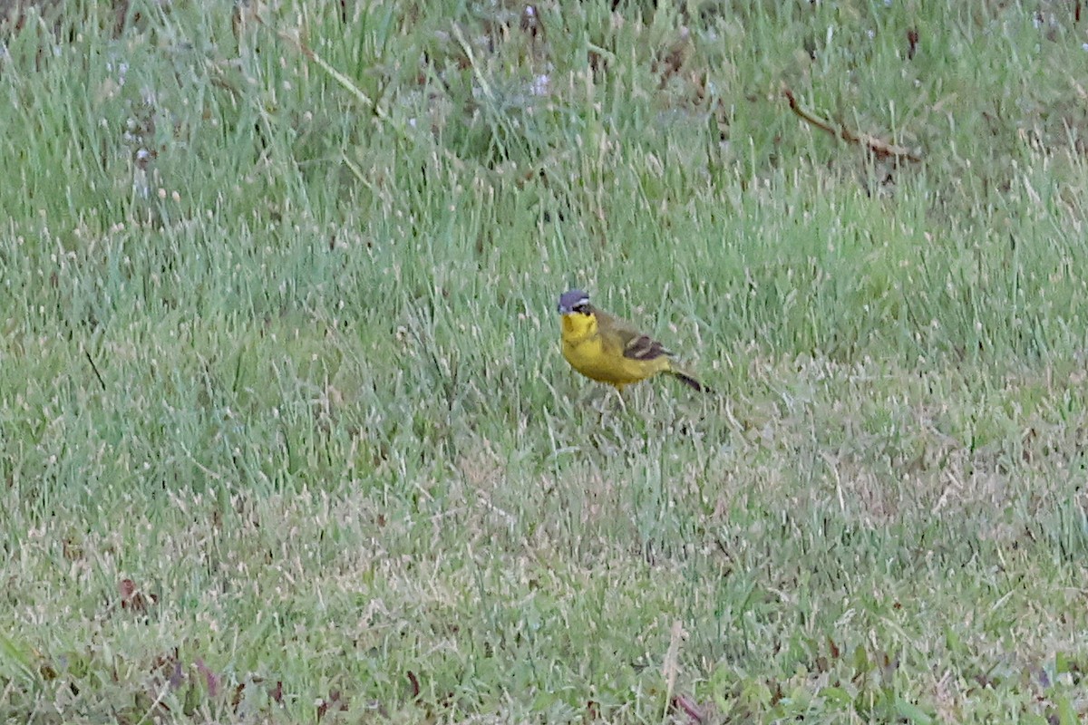 Eastern Yellow Wagtail - Jeremy Lindsell