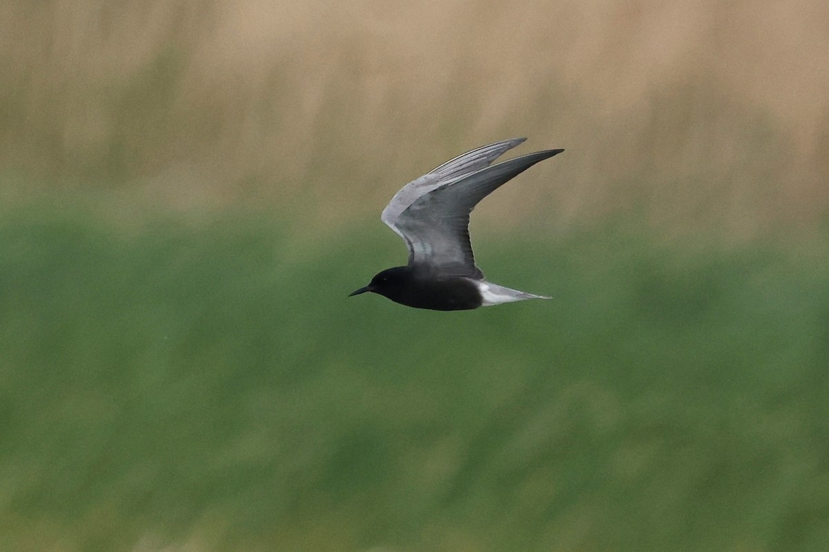 Black Tern - Denis Tétreault