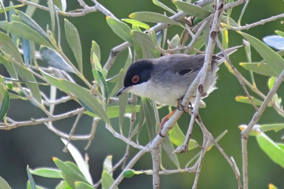 Sardinian Warbler - Eileen Gibney