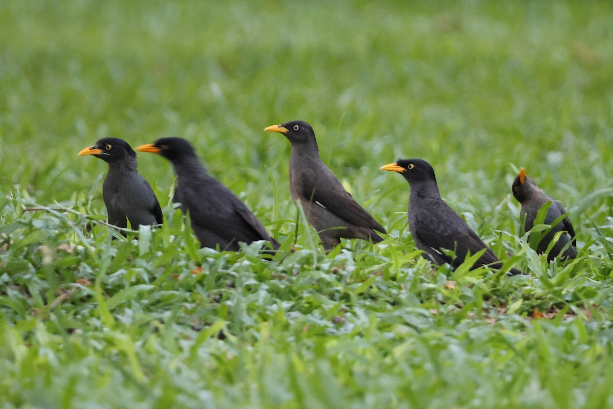 Javan Myna - Jeremy Lindsell