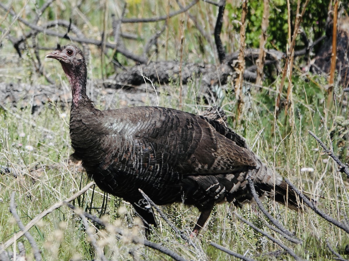 Wild Turkey - Patricia Cullen