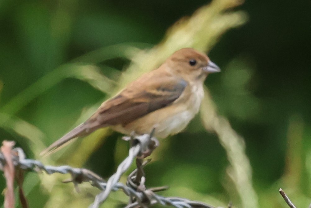 Indigo Bunting - Duane Yarbrough