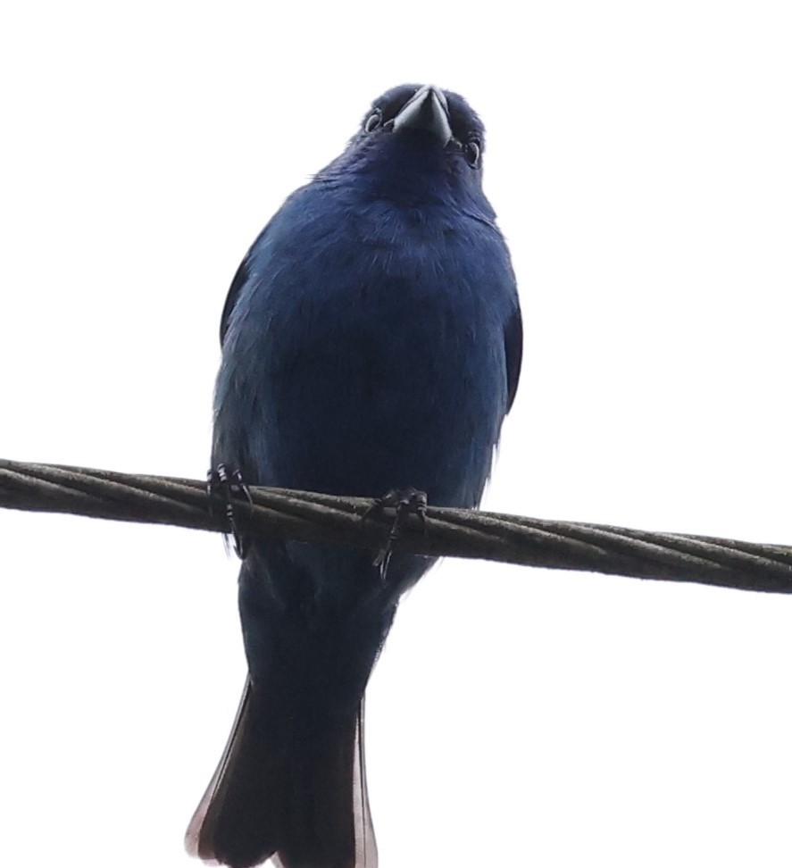 Indigo Bunting - Duane Yarbrough